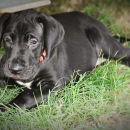 Great Dane Puppies from Kirk’s Dane Farm