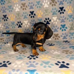 Snickers - Black and tan female Dachshund puppy in Chesapeake, Virginia from Pudgy Paws Dachshunds