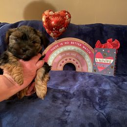 Yorkshire Terrier Puppies from Sweet Fur Babies