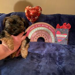 Yorkshire Terrier Puppies from Sweet Fur Babies