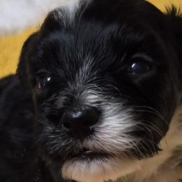 Havanese from Darrtfarms