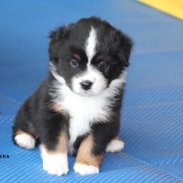 Wendy - Black tri female Miniature American Shepherd puppy in Mineola, Texas from Southern Star Miniature American Shepherds