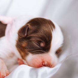 Australian Shepherd Puppies from Salty LeBlanc Aussies