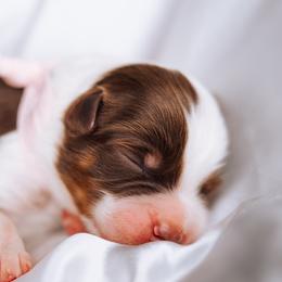 Australian Shepherd Puppies from Salty LeBlanc Aussies