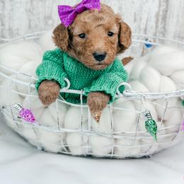 Dancer - Red  female Goldendoodle puppy in Otisville, Michigan from Danie’s Darling Doodles LLC