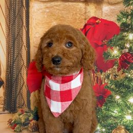 Indy - Red  female Goldendoodle puppy in Pocasset, Massachusetts from Mini Goldendoodles of Cape Cod