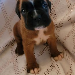 Girl 4 - Fawn female Boxer puppy in Cheney, Washington from Royal Dream Boxers