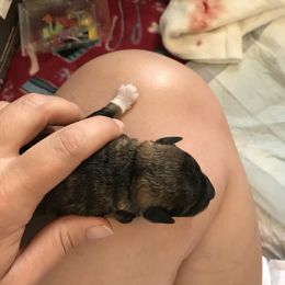 Goldendoodle, Schnoodle, and Sheepadoodle Puppies from Dood Ranch