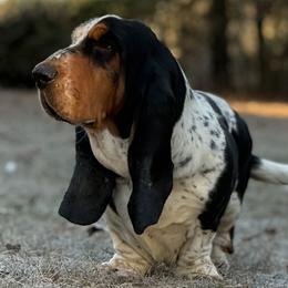 Charlie - Basset Hound