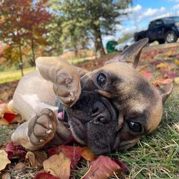 French Bulldogs from Nae Nae's Frenchies