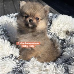 Sable boy - Orange sable male Pomeranian puppy in Kentucky from Em&M Pomeranians