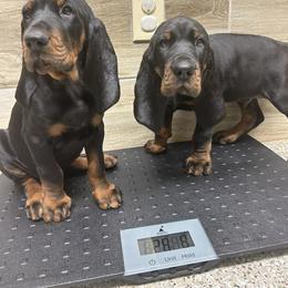 Black and Tan Coonhound Puppies from Classic Coonhounds