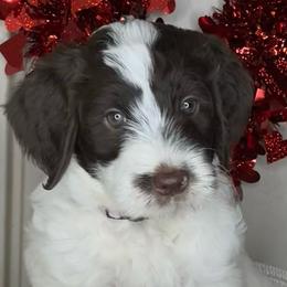 Girl 3 - Parti Goldendoodle puppy in Newark, Ohio from Valleydayle Doodles and Wheatens