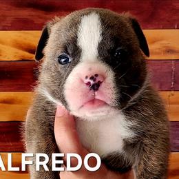 Alfredo - Brindle male Bulldog puppy in Washington from Sun City Campeiro Bulldogs