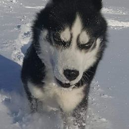 Siberian Husky Puppies from Xk siberians