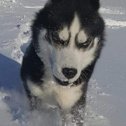 Siberian Husky Puppies from Xk siberians