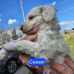 Casper - Cream male Aussiedoodle puppy in Morganton, North Carolina from David Shields