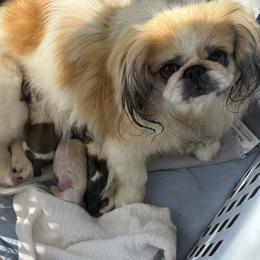 Puppy1 - Black and tan male Pekingese puppy in Mabank, Texas from Peke Lovers of Texas