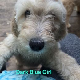 Black female - Cream female Double Doodle puppy in Kalamazoo, Michigan from Doodles of Sherwood Forest