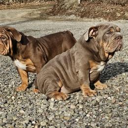Bulldog, Doberman Pinscher, and French Bulldog Puppies from Snapp Valley Bulldogs