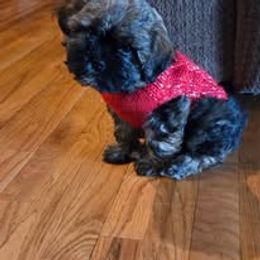 Assorted Doodle Crosses, Aussiedoodle, Australian Shepherd, Long Haired Weimaraner, Shihpoo, and Shih Tzu Puppies from Rockiń N Kennel