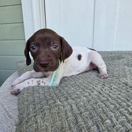 Mint Boy - Liver and white male German Shorthaired Pointer puppy in Nampa, Idaho from Heart Mountain Cavaliers & Floating Feathers Kennel