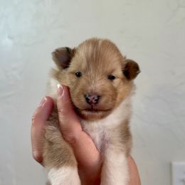 Bubbles Girl 2 - Sable merle and white female Shetland Sheepdog puppy in Catawba, North Carolina from Candescent Shetland Sheepdogs