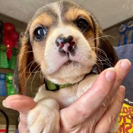 Eowyn - Black and tan female Beagle puppy in Viper, Kentucky from Mountain Top