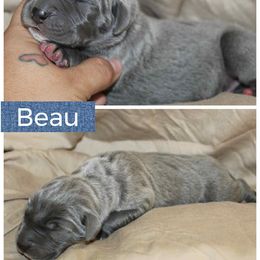Beau - Blue male Great Dane puppy in Spokane, Washington from Phoenix Family Danes