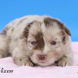 Vixen - Red merle female Miniature Australian Shepherd puppy in Weeki Wachee, Florida from Arlington's Mini Aussies