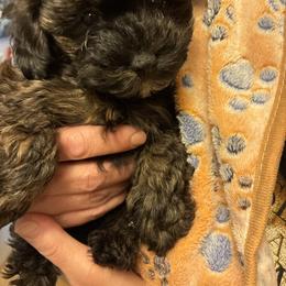 Cindy - Red brindle female Havapoo puppy in Centerville, Idaho from HopplevalleyPTA...(Puppies To Adore)