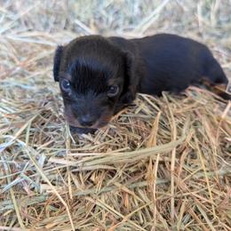 Girl 3 - Black and tan female Dachshund puppy in Cole Camp, Missouri from Long Dog Ranch
