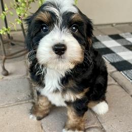 Spirit - Tri-color female Double Doodle puppy in Superior, Arizona from Mountain Bridge Doodles