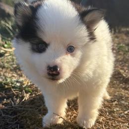 Bandit - Black and white male Pomsky puppy in Mc Minnville, Oregon from West Coast Pomskies