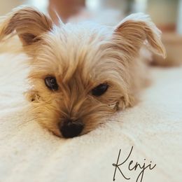 Kenji - Yorkshire Terrier