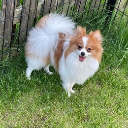 Pomeranian Puppies from Sheree’s Pomeranians