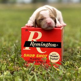 Brittany Puppies from HillTop Brittany Kennel