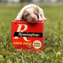 Brittany Puppies from HillTop Brittany Kennel