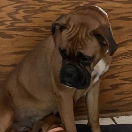 Sis - Boxer