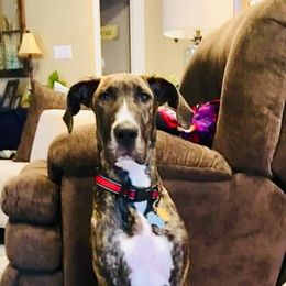 Great Dane Puppies from Dynamic Danes