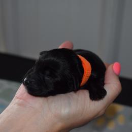 Jocie - Orange Girl - Black female Miniature Schnauzer puppy in Oneonta, Alabama from Murphree Valley Kennels