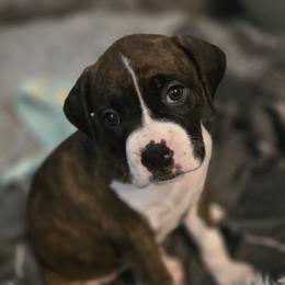 Boxer Puppies from Fleming Pups