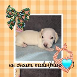 Blue - Cream male Dachshund puppy in Valrico, Florida from Bloomin Doxies