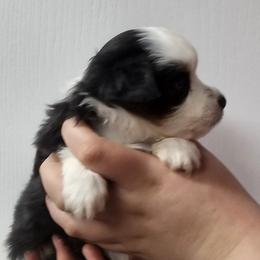 Mastiff and Toy Australian Shepherd Puppies from Mountain Mama Mastiffs and Tailspin Toy Aussies