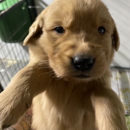 Golden Retriever Puppies from DeClercks Goldens