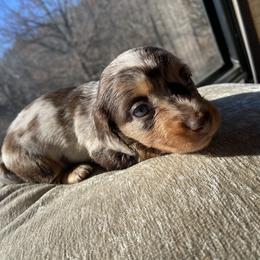 Dachshund Puppies from Doxie Dapples