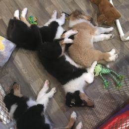 Collie Puppies from E’Marie Collies