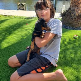 Dachshund Puppies from Lisa's Dachshunds