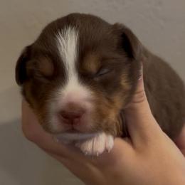 Susie - Red tri female Miniature Australian Shepherd puppy in North Lakeport, California from Wild Rose Ranch