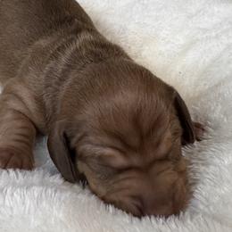 Boy 2 - male Dachshund puppy in Wallingford, Kentucky from Hensley Homestead Dachshunds